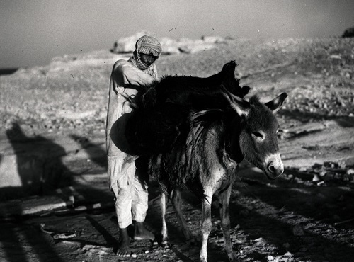بادیه نشینان عربستان